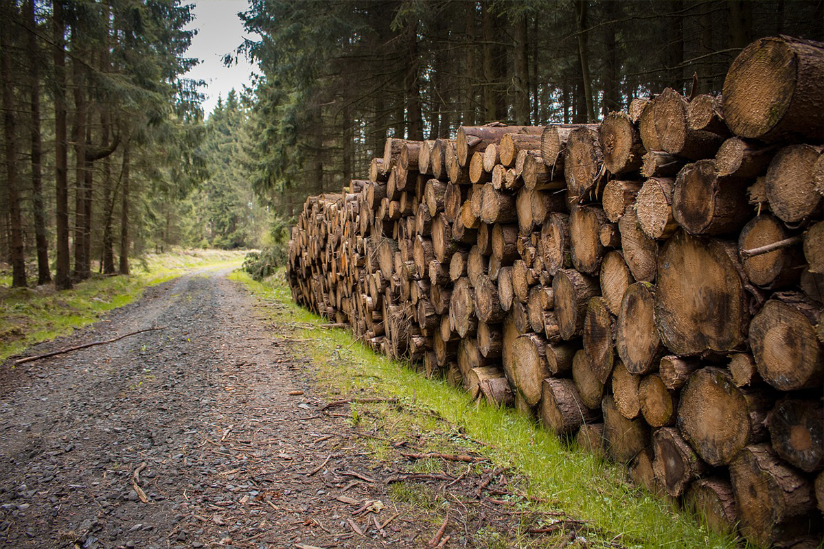 Holz aus der Region Büro für Städtebau GmbH Chemnitz