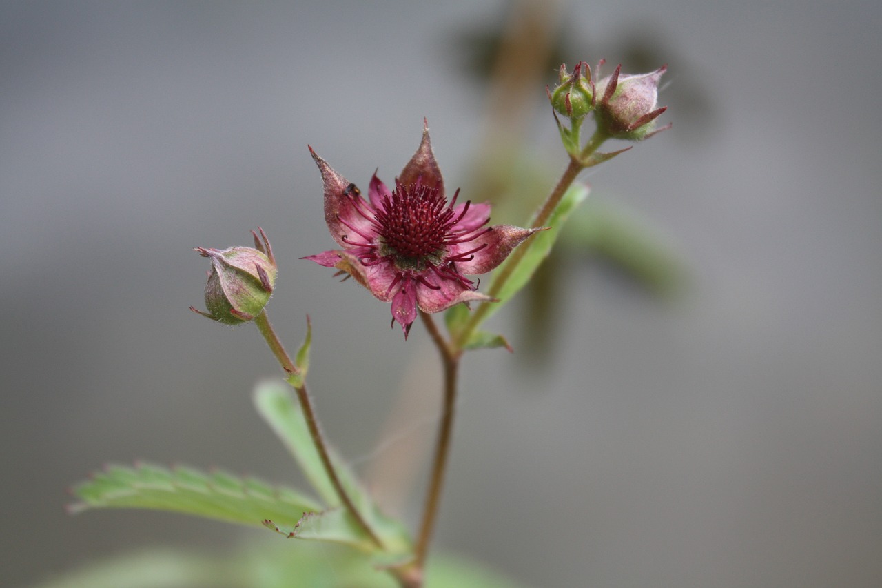 Sumpf-Blutauge Blume des Jahres Landschaftsarchitektur Moore im Erzgebirge