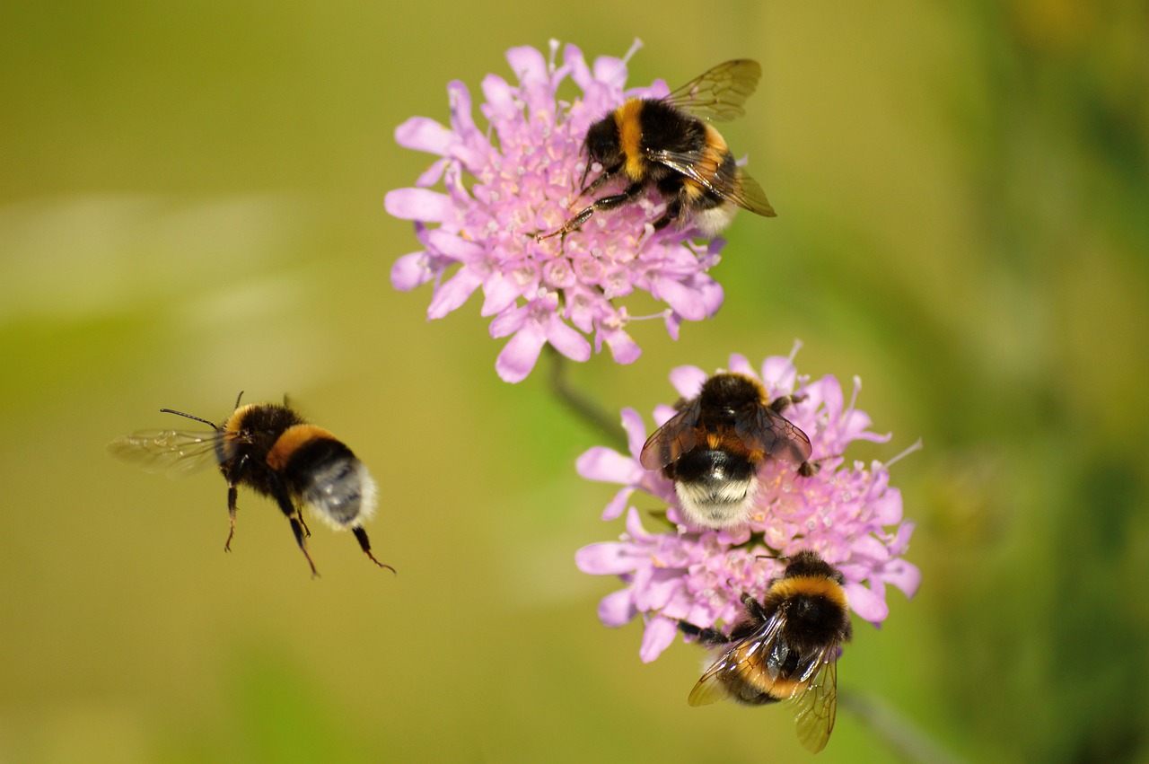 Bienenfreundlicher Garten Büro für Städtebau GmbH Chemnitz